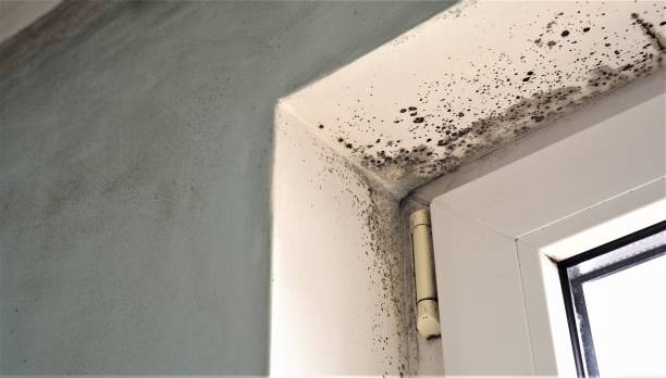 Professional Mold Removal in Cutler Bay, FL